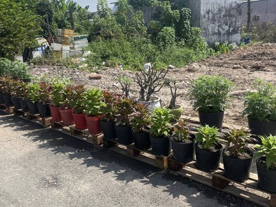 Bán đất mặt tiền nhựa 12m ngang 5x17m giá 5 tỷ đường đông thạnh 7-3 2