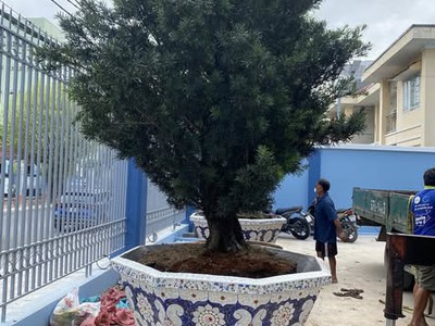 Cơ sở chậu hoa Thế Sơn - chậu hoa dán sành sứ - chậu khảm sành - cẩn miểng 10