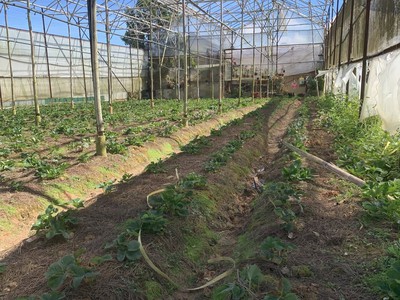 Sở hữu ngay lô đất mặt tiền đẹp - giá tốt - vị trí đắc địa tại đường đankia, phường 7, tp đà lạt 4