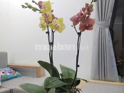 Cần bán căn hộ chung cư toà lạc hồng westlake, phường phú thượng, tây hồ 2