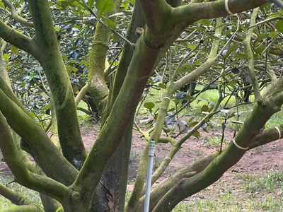 Bán lô đất vườn bưởi diện tích  2100m2 tại trừ văn thố 2