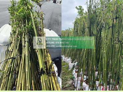 Thanh lý cây xanh công trình giá rẻ tại đồng nai 0