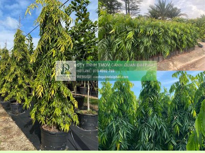 Thanh lý cây xanh công trình giá rẻ tại đồng nai 1