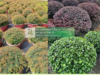 Thanh lý cây xanh công trình giá rẻ tại đồng nai 2
