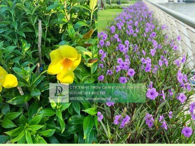 Thanh lý cây xanh công trình giá rẻ tại đồng nai 3