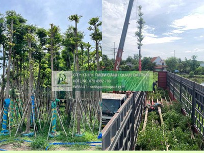 Thanh lý cây xanh công trình giá rẻ tại đồng nai 4