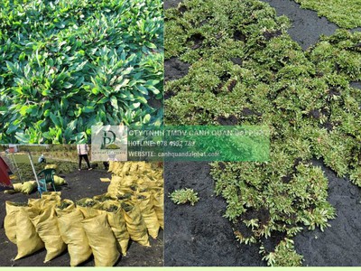 Thanh lý cây xanh công trình giá rẻ tại đồng nai 5