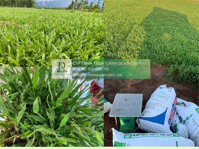 Thanh lý cây xanh công trình giá rẻ tại đồng nai 6