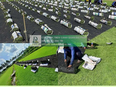 Thanh lý cây xanh công trình giá rẻ tại đồng nai 7