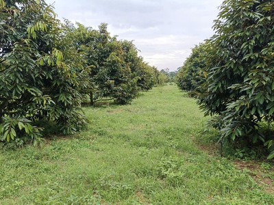 Đất đẹp- giá đầu tư-  cần bán lô đất tại xã dụm , huyện chư sê, tỉnh  gia lai 3