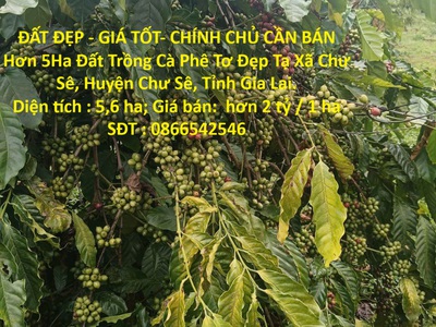Đất đẹp - giá tốt- chính chủ cần bán hơn 5ha đất trồng cà phê tơ đẹp tại xã chư sê, gia lai. 0
