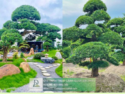 Thi Công Cảnh Quan Sân Vườn Biệt Thự Trọn Gói Liên Hệ Ngay Để Nhận Báo Giá 0