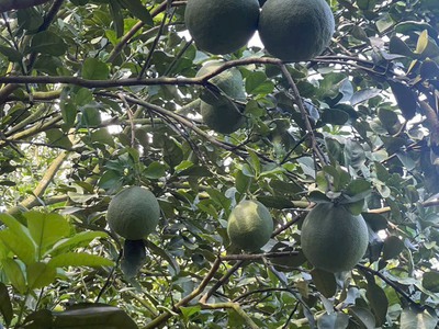 Vườn Bưởi Trĩu Quả Tại Bàu Bàng   Đất Đẹp, Giá Tốt Cho Nhà Đầu Tư 0