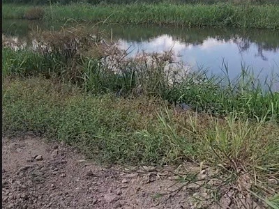 Bán gấp đất vườn 6.900m phụng hiệp, cần thơ ô tô 7 chỗ tới đất 0