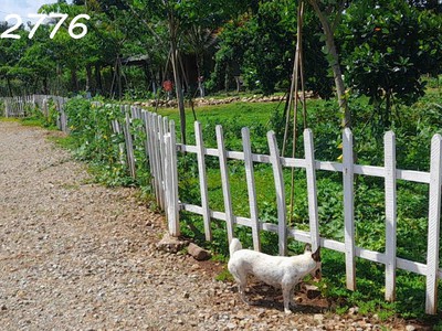 Cần bán siêu phẩm đất thổ cư 13.000m2 ngay tại trung tâm xã châu pha , có suối bao quanh 1