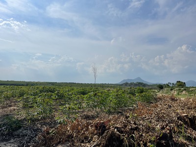 Bán 4 sào đất tân bình - lagi chỉ 300tr/ 1000m2 cách trung tâm lagi 3km 3