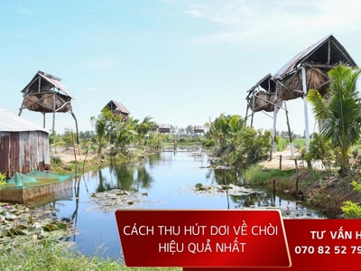 Cách thu hút dơi hiệu quả nhất với máy gọi dơi 0