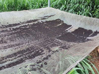 Cách thu hút dơi hiệu quả nhất với máy gọi dơi 3