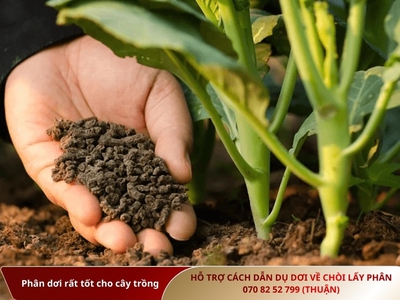 Cách thu hút dơi hiệu quả nhất với máy gọi dơi 4