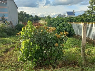 1300m2 hẻm đối diện trường cấp 3 hoàng hoa thắm, n thôn hạ, đức trọng cũ, lâm đồng 0