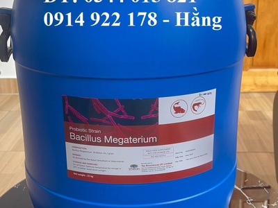 Men vi sinh Bacillus Megaterium, giúp vật nuôi tăng trưởng nhanh 0