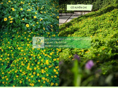 Trồng cỏ dự án giá rẻ đồng nai bình dương 1