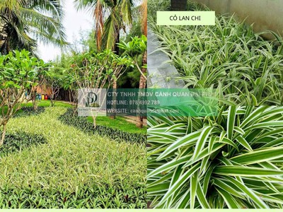 Trồng cỏ dự án giá rẻ đồng nai bình dương 2