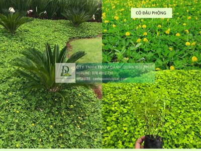 Trồng cỏ dự án giá rẻ đồng nai bình dương 3