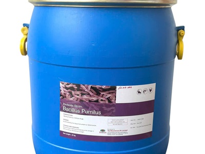 Men vi sinh Bacillus Pumilus, giúp tôm cá tiêu hóa tốt thức ăn 0