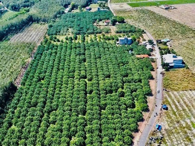  Giá Chưa Tới 1 Tỷ   Đất Vườn Bưởi Rộng 250m  Gần KCN Bàu Bàng 1