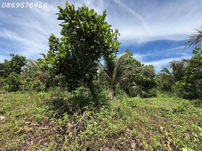 Bán đất rãy tại diên khánh khánh hoà 3