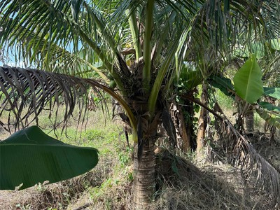 Bán đất rãy tại diên khánh khánh hoà 4