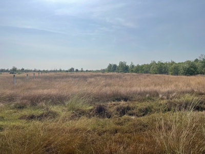 Bán 1009m2 đất khu rừng vàng lagi, lâm đồng gần biển giá ngộp 1.25 tỷ 3