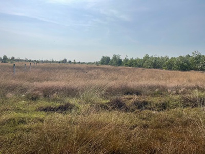 Bán 1009m2 đất khu rừng vàng lagi, lâm đồng gần biển giá ngộp 1.25 tỷ 1