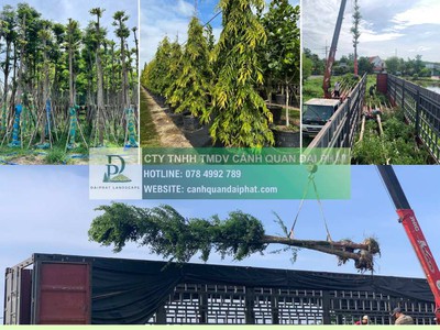 Dịch vụ chăm sóc cây xanh KCN Công nghệ cao TP.HCM 2