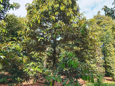 Bán lô đất vườn sầu riêng thái tại xuân tây cũ, đồng nai 0