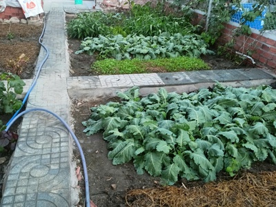 Em cần bán miếng đất đang trồng rau  toạ lạc tại đường số 15e tân hưng . tp bà rịa nay là phường 2