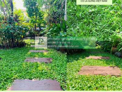 Trồng cỏ dự án Khu công nghiệp Đồng Nai - Bảo hành bảo dưỡng 1 tháng miễn phí 0