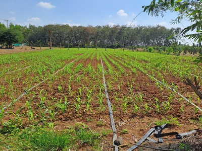 Chủ bán 3100mv 28m mặt tiền nhựa xuyên mộc 2