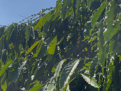 Hàng hiếm bán quỹ đất lớn mặt tiền đường nhựa trần can, tp. pleiku, gia lai 1