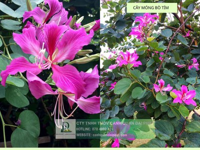 Thi công cây xanh thảm cỏ công trình Đồng Nai, Bình Dương, TPHCM,... 2