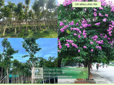 Thi công cây xanh   thảm cỏ công trình tại Đồng Nai, Bình Dương, TPHCM, Vũng Tàu,... 4