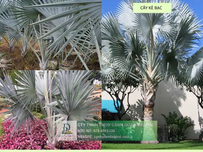 Thi công cây xanh   thảm cỏ công trình tại Đồng Nai, Bình Dương, TPHCM, Vũng Tàu,... 3