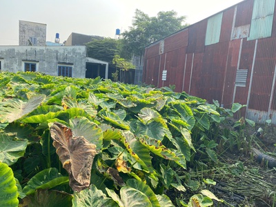 Đất  đẹp- giá tốt- cần bán nhanh lô đất tại xã bình mỹ, huyện củ chi 4