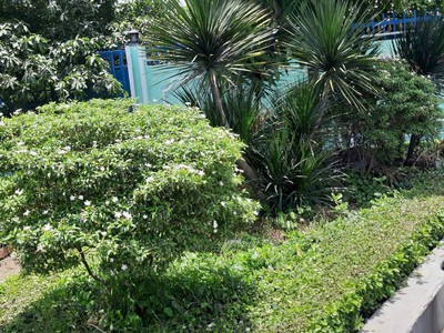 Bán gấp mảnh đất mặt tiền đường 835 full thổ cư tại xã phước lợi, bến lức, long an 3