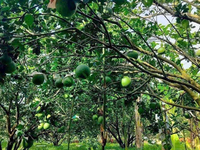 Hàng hiếm vừa ra   Đất nền Trừ Văn Thố, Bàu Bàng 5