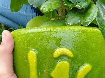 Bưởi Hồ Lô Tài Lộc quà tết cao cấp 2026 6