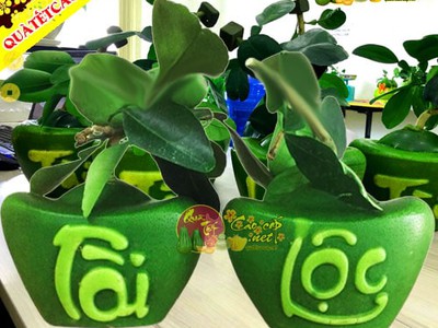 Bưởi Hồ Lô Tài Lộc quà tết cao cấp 2026 3