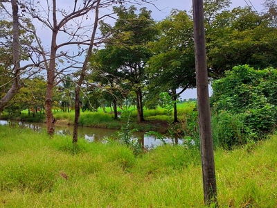 Cần bán 1255m2 đất vườn đường xe hơi tới đất 2