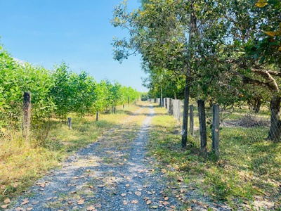 Bán 4000m2 đất tân phước -  lagi gái rẻ nhất 850tr/ sào sổ riêng 4